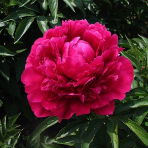 Пион Paeonia Red Magic